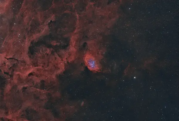 Nebulosa Tulip